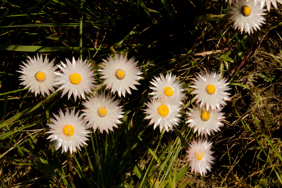 Helichrysum